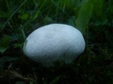 Lycoperdon pratense image