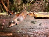 Endoraecium koae image