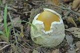 Amanita arkansana image