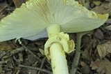 Amanita arkansana image