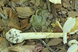 Amanita arkansana image