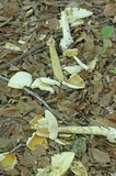 Amanita arkansana image