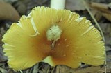 Amanita arkansana image