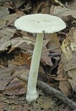 Amanita farinosa image
