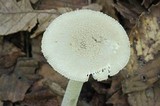 Amanita farinosa image