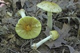 Amanita flavorubens image