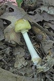 Amanita flavorubens image