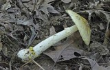 Amanita flavorubens image