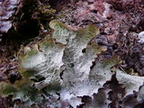 Platismatia norvegica image