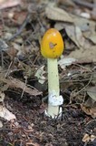 Amanita banningiana image