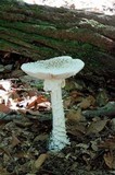 Amanita subcokeri image