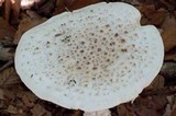 Amanita subcokeri image