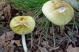 Amanita flavorubens image