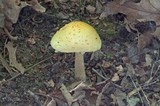 Amanita flavorubens image