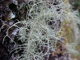 Usnea fragilescens image