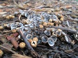 Cyathus stercoreus image
