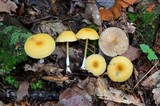 Entoloma unicolor image