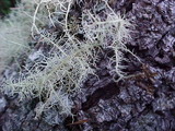 Usnea fragilescens image