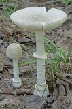 Amanita multisquamosa image