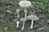 Amanita multisquamosa image