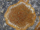 Caloplaca flavescens image