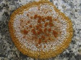 Caloplaca flavescens image