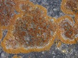 Caloplaca flavescens image