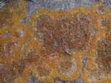 Caloplaca flavescens image