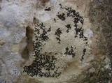 Arthonia calcarea image