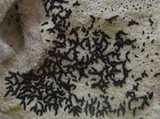Arthonia calcarea image