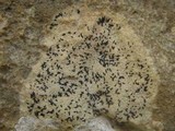 Arthonia calcarea image