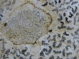 Opegrapha durieui image