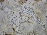 Opegrapha durieui image