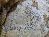 Opegrapha durieui image