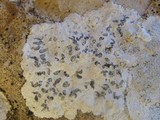 Opegrapha durieui image