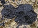 Hydropunctaria maura image