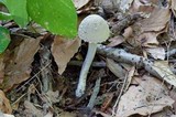 Amanita farinosa image