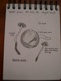 Amanita onusta image
