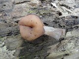 Gyromitra infula image