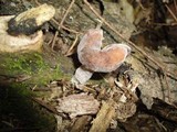 Gyromitra infula image