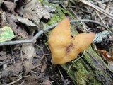 Gyromitra infula image