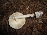 Amanita sinicoflava image