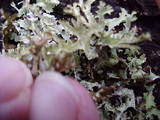 Platismatia stenophylla image