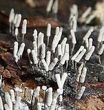 Arcyria cinerea image