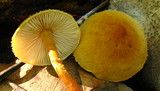 Cystoderma amianthinum image