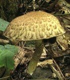 Lacrymaria echiniceps image