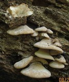 Lentinellus ursinus image