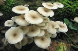 Clitocybula abundans image