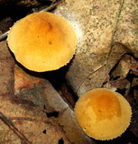 Cystoderma amianthinum image