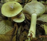 Lactarius cinereus image